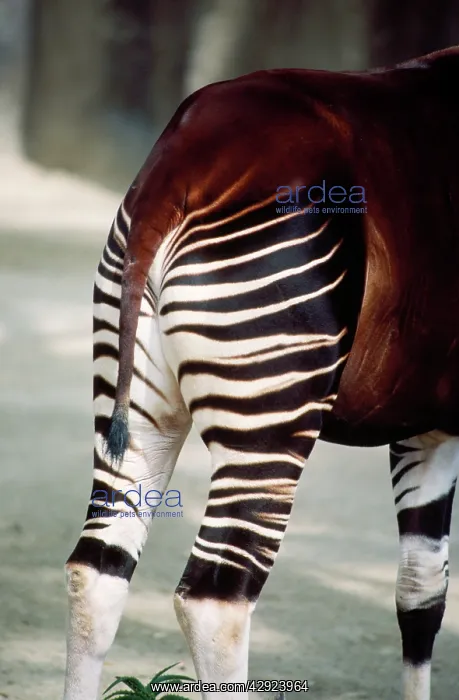 : OKAPI - STRIPE PATTERN : OKAPI - STRIPE PATTERN