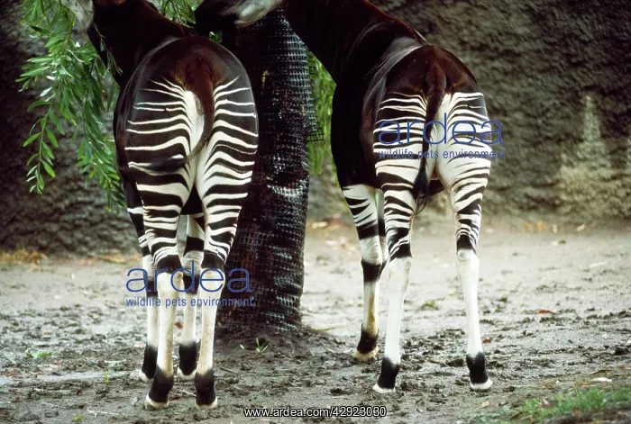 : OKAPI-STRIPE PATTERNS : OKAPI-STRIPE PATTERNS