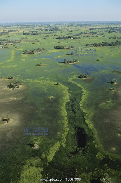 : Okavango Delta : Okavango Delta