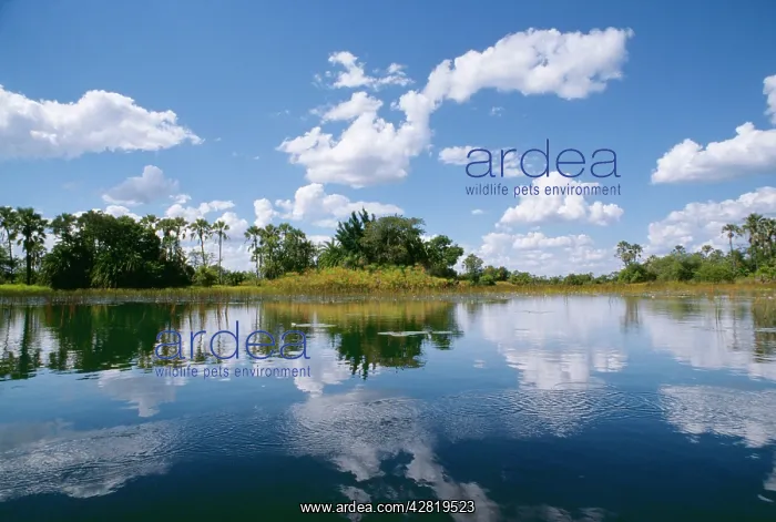 : OKAVANGO LAGOON - REFLECTION : OKAVANGO LAGOON - REFLECTION