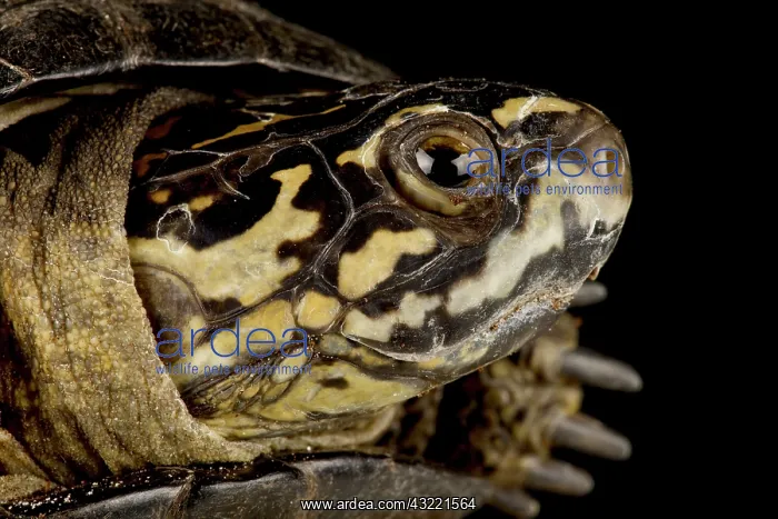 : Okavango mud turtle (Pelusios bechuanicus) : Okavango mud turtle (Pelusios bechuanicus)