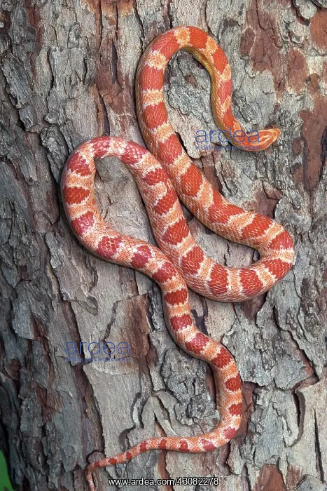 : Okeetee Corn Snake : Okeetee Corn Snake