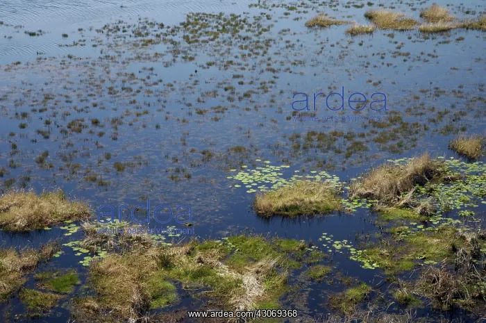  : Okefenokee Swamp, Aerial View