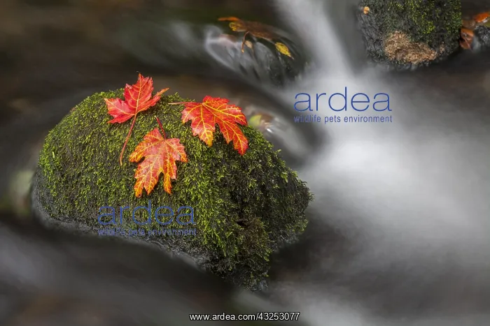  : Okement River - Okehampton - Devon - UK