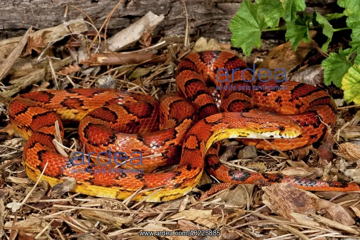 : Oketee Corn Snake, Elaphe guttata, Native : Oketee Corn Snake, Elaphe guttata, Native