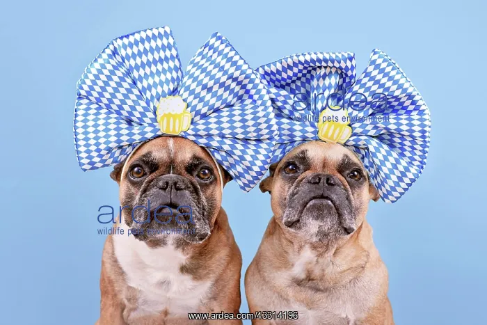 : Oktoberfest French Bulldog dogs wearing large bl : Oktoberfest French Bulldog dogs wearing large bl