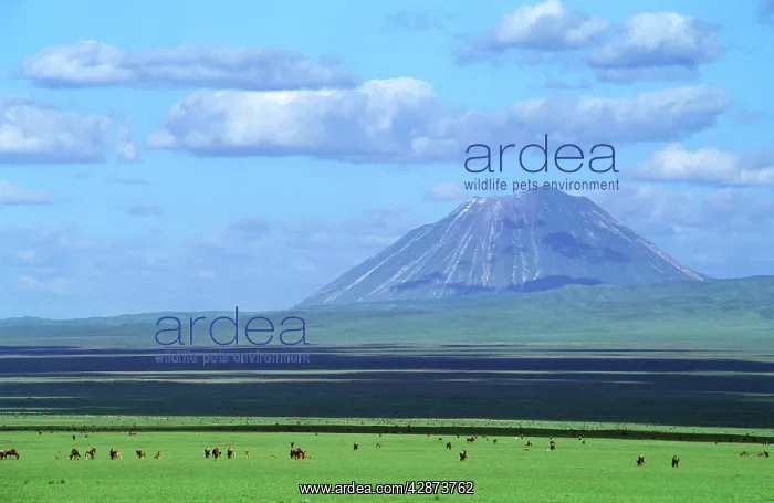  : Ol Doinyo Lengai - Volcano Sacred to Massai & Wildebeeste