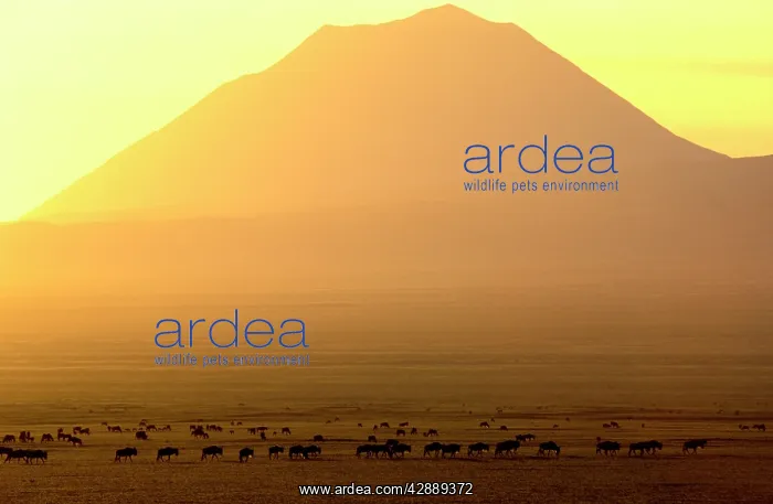  : Ol Doinyo Lengai (volcano) and Wildebeest, at sunrise