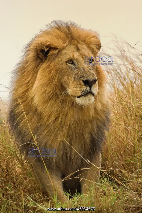 : Old adult black maned Lion, Masai Mara Game : Old adult black maned Lion, Masai Mara Game