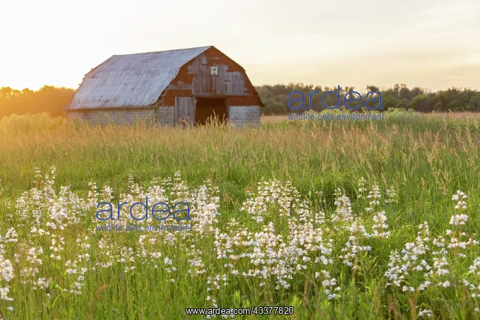 : Old barn and field of penstemon at sunset Prairie : Old barn and field of penstemon at sunset Prairie