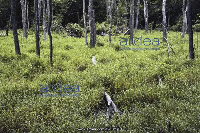 : Old Beaver Pond : Old Beaver Pond