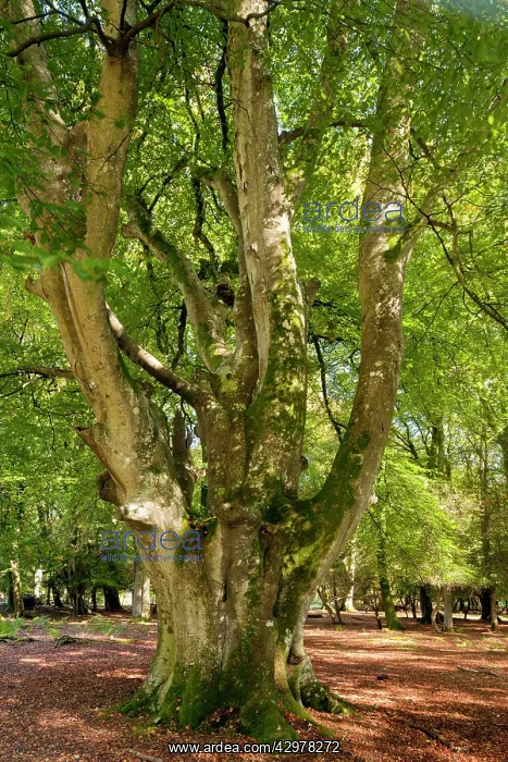 : Old Beech pollard in Knightwood Inclosure : Old Beech pollard in Knightwood Inclosure