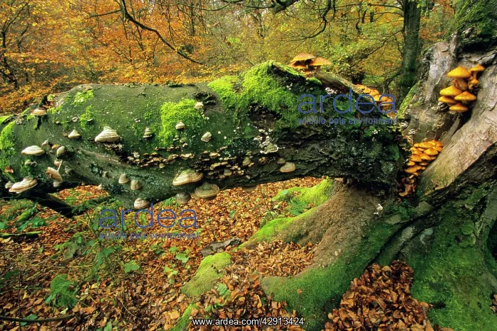 : Old Beech Tree - covered with various fungus in autumn : Old Beech Tree - covered with various fungus in autumn
