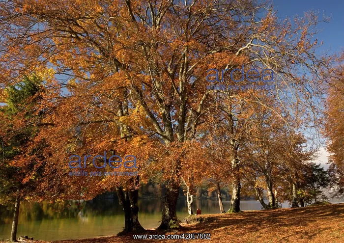 : Old beech trees in fiery autumn colour, with contemplative : Old beech trees in fiery autumn colour, with contemplative