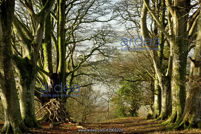 : Old Beech trees in Whiddon, or Whyddon Deer Park : Old Beech trees in Whiddon, or Whyddon Deer Park