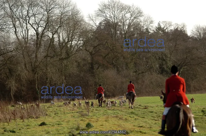 : Old Berks Hunt - Hunters on horseback with dogs alongside : Old Berks Hunt - Hunters on horseback with dogs alongside