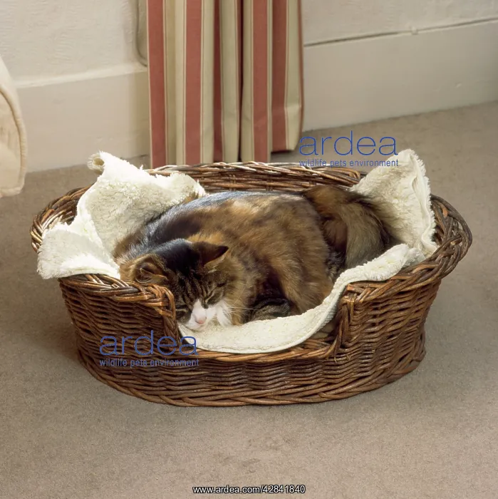  : Old CAT - Dozing in basket