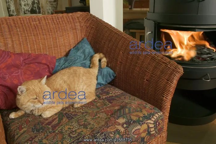 : Old Cat - resting infront of fire : Old Cat - resting infront of fire