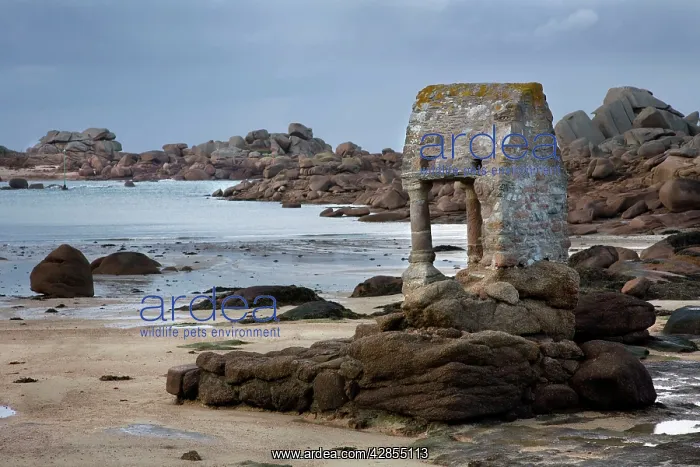 : Old Chapel on coastline, Ploumanach, Brittany, France : Old Chapel on coastline, Ploumanach, Brittany, France