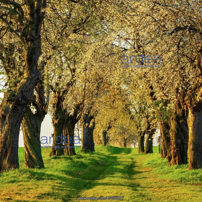 : Old cherry avenue in spring, blossoming cherry trees : Old cherry avenue in spring, blossoming cherry trees