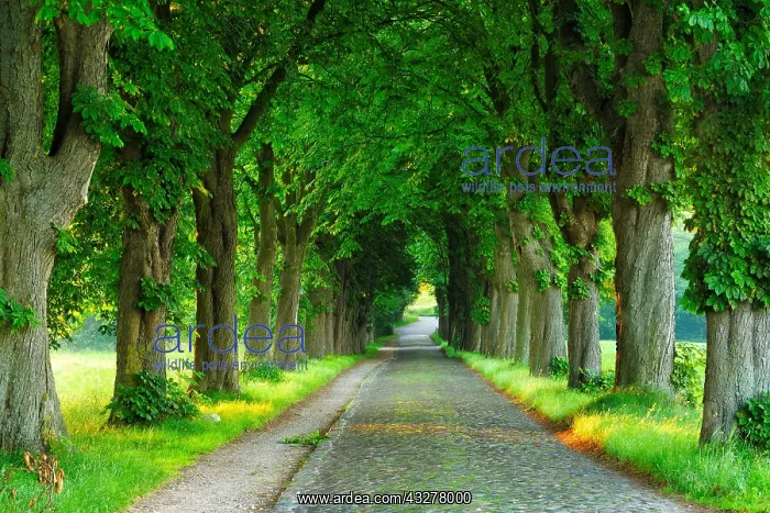 : Old cobblestone street through Chestnut avenue in : Old cobblestone street through Chestnut avenue in