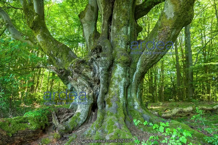 : Old Common beech (Fagus sylvatica), Wood pasture : Old Common beech (Fagus sylvatica), Wood pasture