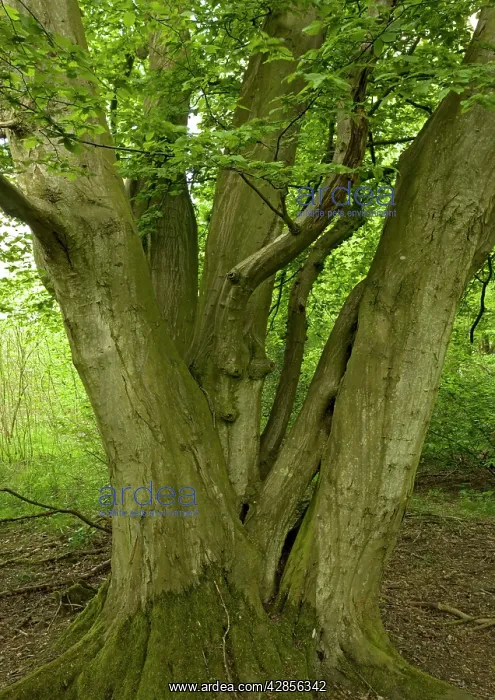 : Old coppiced hornbeams - Ancient mixed broadleaved woodland : Old coppiced hornbeams - Ancient mixed broadleaved woodland
