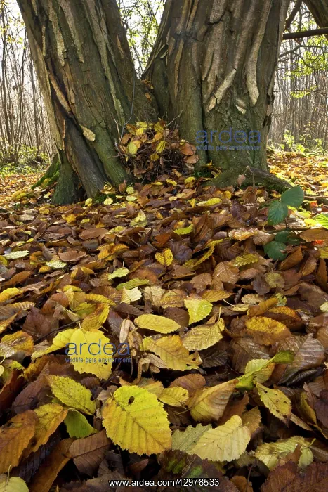 : Old coppiced hornbeams - in autumn in Great Wood : Old coppiced hornbeams - in autumn in Great Wood