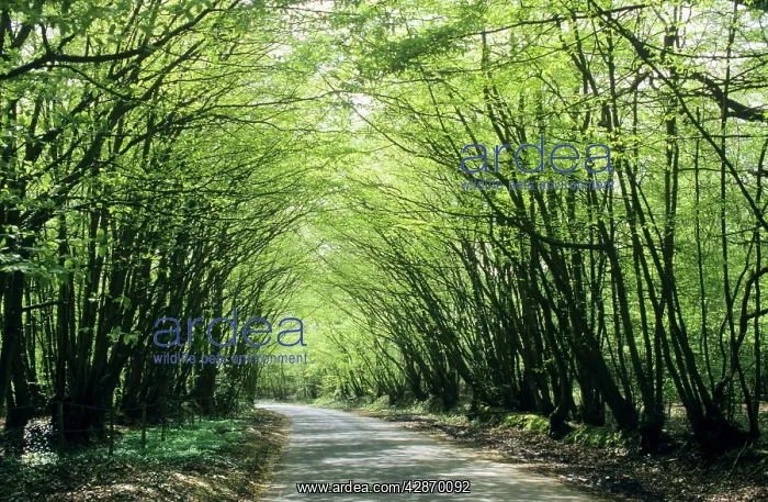 : Old Coppiced Hornbeams - on roadside woodland boundary banks : Old Coppiced Hornbeams - on roadside woodland boundary banks