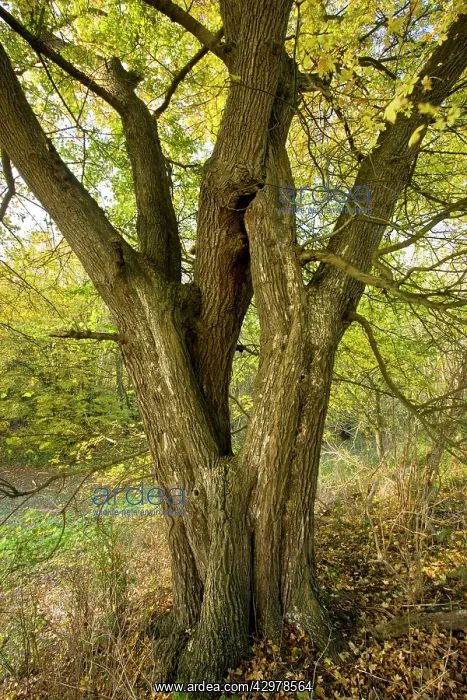  : Old coppiced (or low pollard) Field Maple