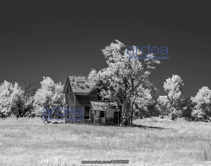 : Old deserted farm house with plow : Old deserted farm house with plow