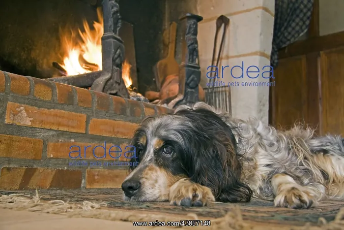 : Old dog English Setter at rest with fire France : Old dog English Setter at rest with fire France