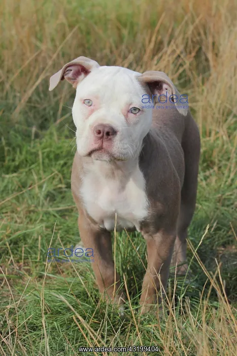  : Old English Bulldog, puppy, 12 weeks old, Germany