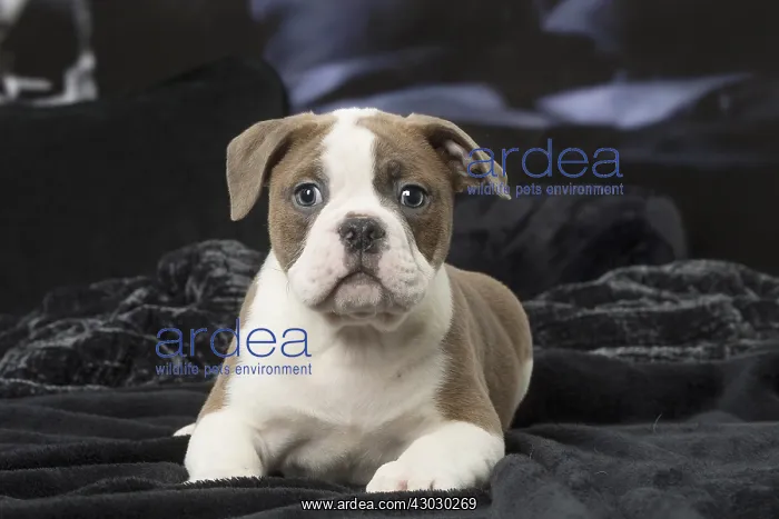  : Old English Bulldog puppy indoors