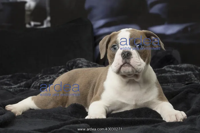  : Old English Bulldog puppy indoors