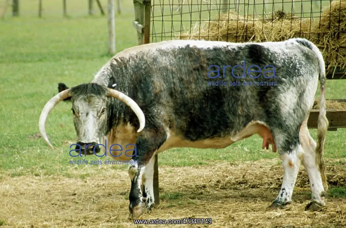 : Old English Longhorn CATTLE - at hay trough : Old English Longhorn CATTLE - at hay trough