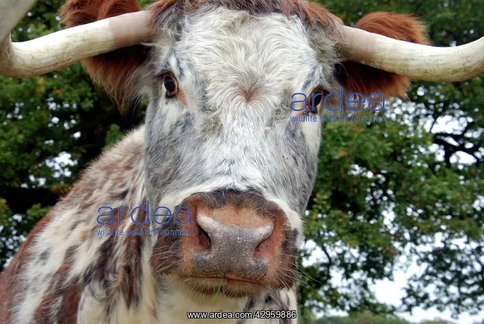 : Old English Longhorn cattle - used for conservation : Old English Longhorn cattle - used for conservation