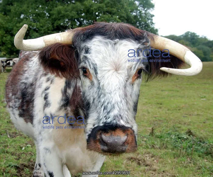 : Old English Longhorn cattle - used for conservation : Old English Longhorn cattle - used for conservation