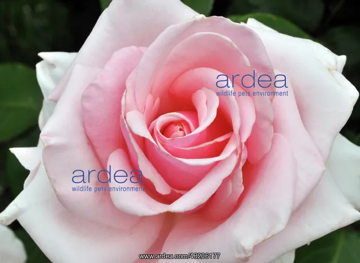 : Old English Rose, Cathedral precinct, Canterbury : Old English Rose, Cathedral precinct, Canterbury