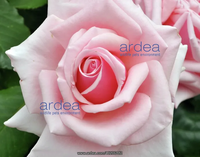 : Old English Rose, Cathedral precinct, Canterbury : Old English Rose, Cathedral precinct, Canterbury