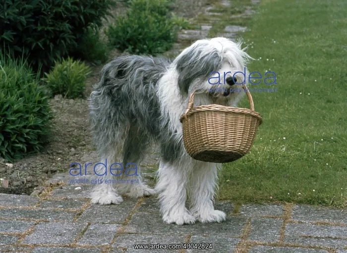  : Old English Sheepdog