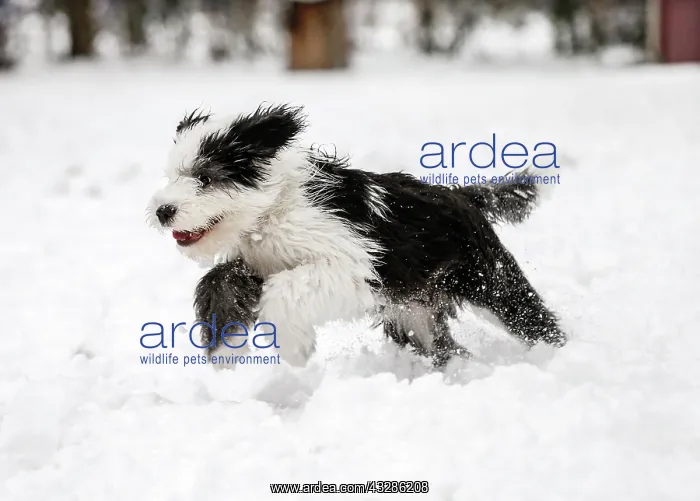 : Old English Sheepdog, puppy, 4 months, running in : Old English Sheepdog, puppy, 4 months, running in