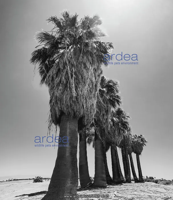 : Old Estate, Date Palms, Coachella Valley, California, USA : Old Estate, Date Palms, Coachella Valley, California, USA