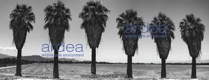 : Old Estate, Date Palms, Coachella Valley, California, USA : Old Estate, Date Palms, Coachella Valley, California, USA