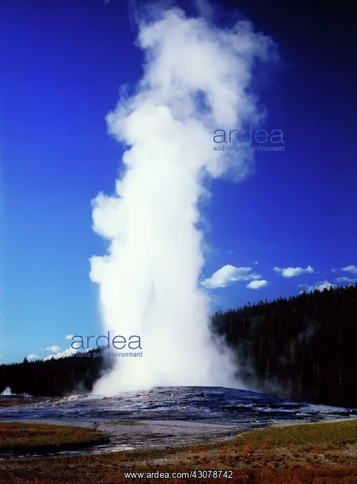 : Old Faithful Geyser : Old Faithful Geyser