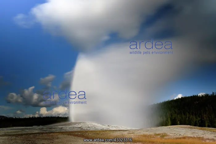 : Old Faithful geyser erupting : Old Faithful geyser erupting