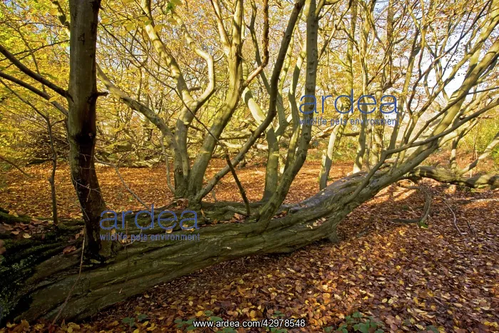: Old fallen hornbeams - in autumn in Great Wood : Old fallen hornbeams - in autumn in Great Wood