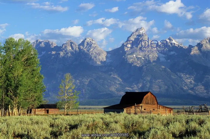 : Old farm in front of the Grand Tetons mountains : Old farm in front of the Grand Tetons mountains