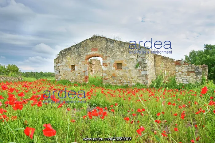 : Old farmhouse surrounded by red poppies, Tuscany : Old farmhouse surrounded by red poppies, Tuscany