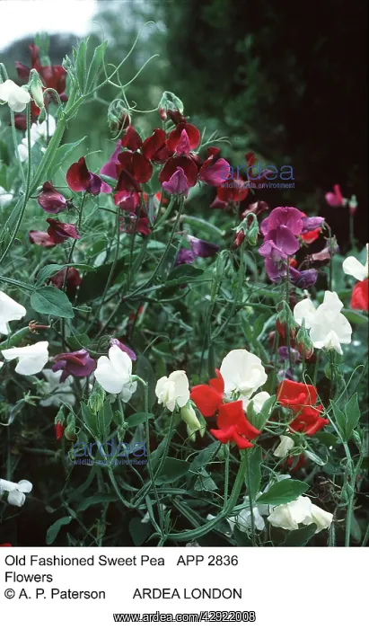  : Old Fashioned Sweet Pea - showing flowers